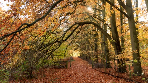 Woodland on a bright November day at Hatchlands Park, Surrey